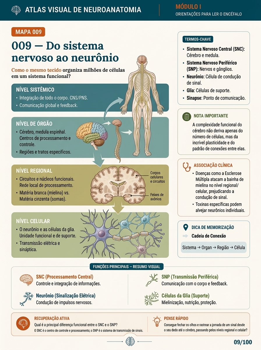 Mapa Visual NeuroMap